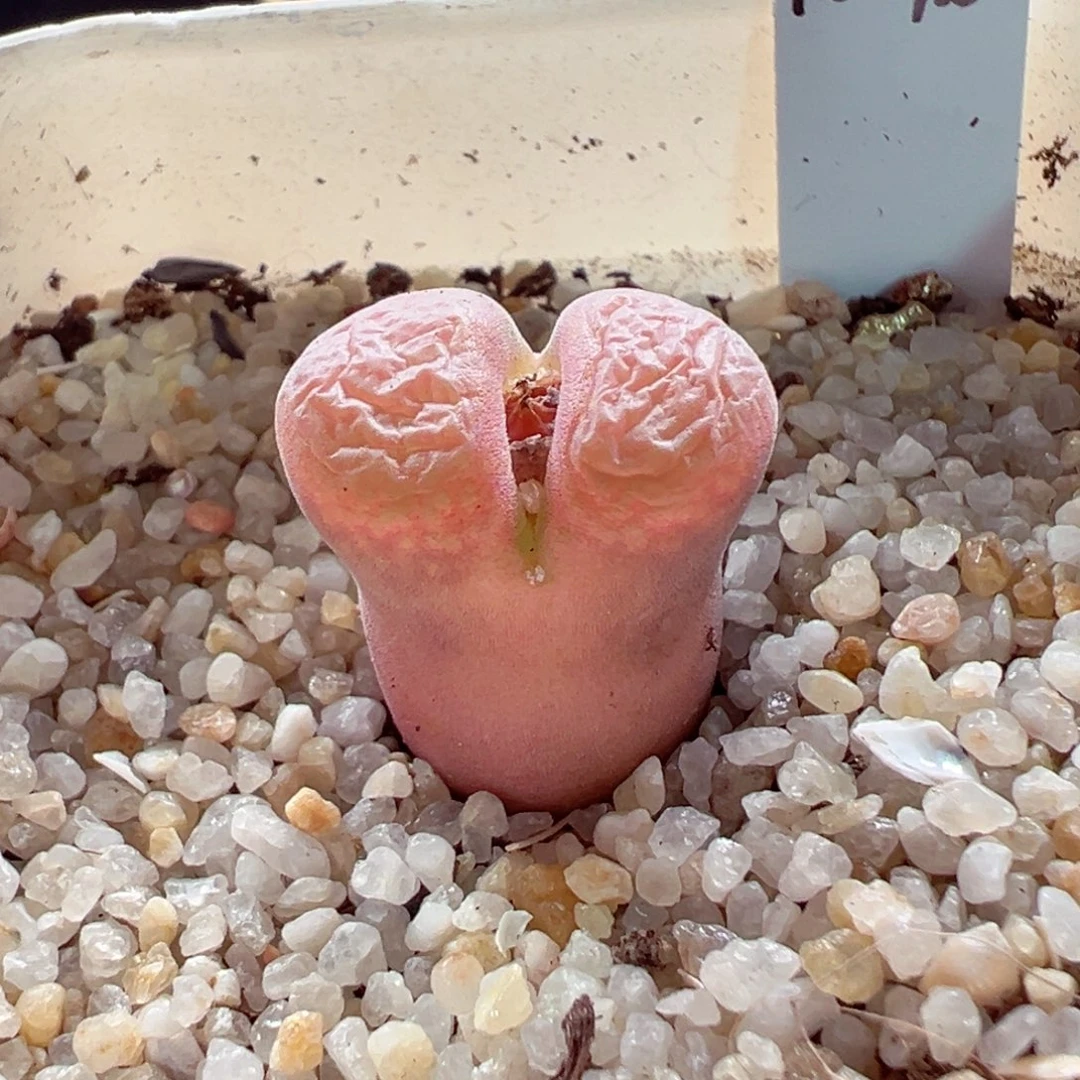 216-178.红宝石1804.5