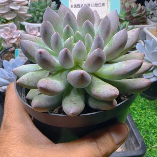 锦安精品多肉植物362