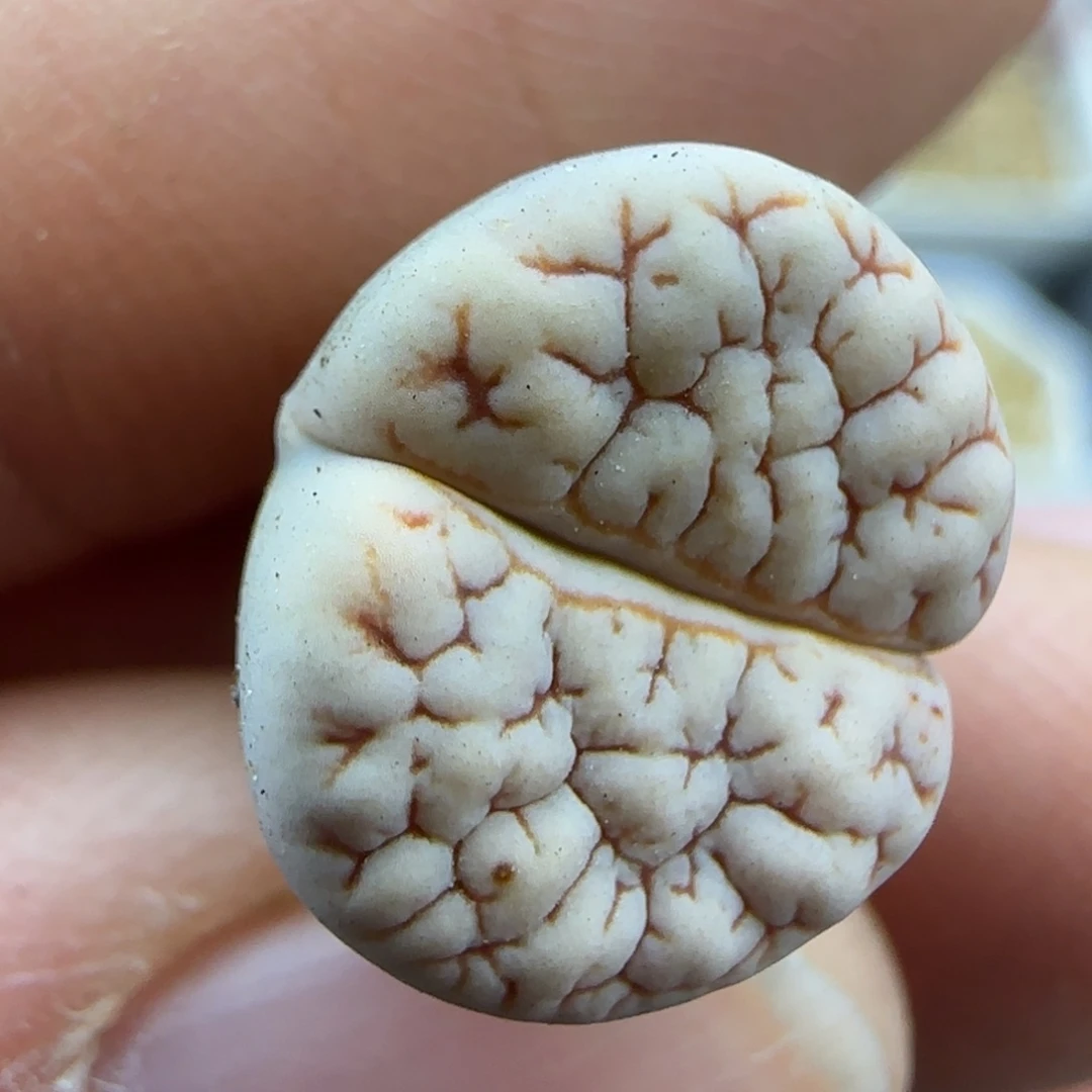 404荒清框福利30包邮