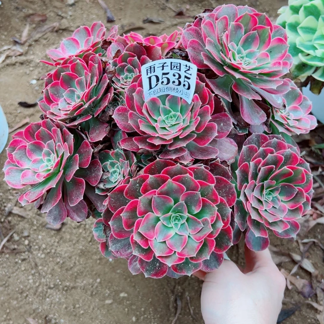 535荷兰玫瑰尺寸25左右