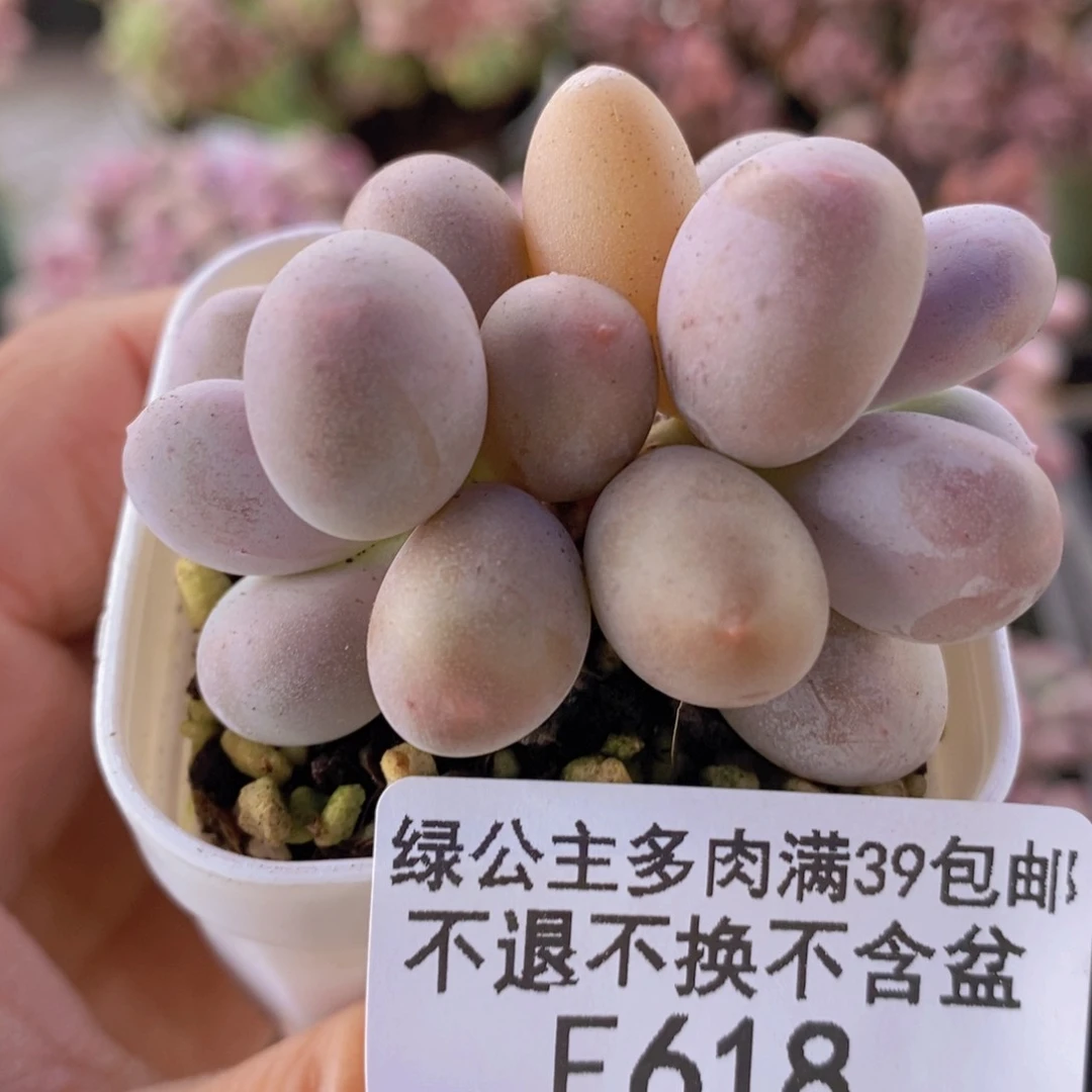糖豆奶5cm618多肉植物