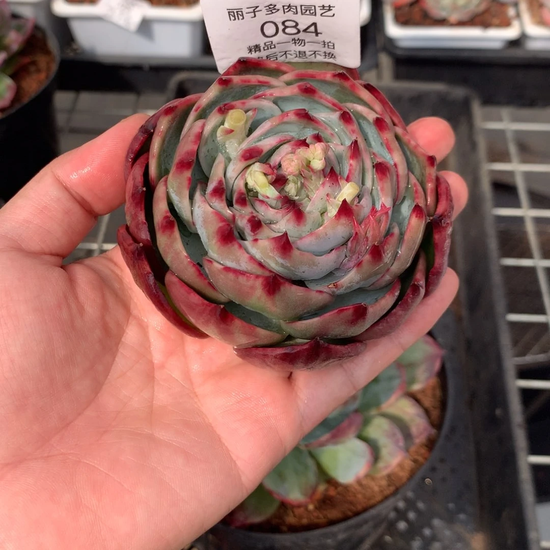 米*084福袋惊鸿。多肉植物