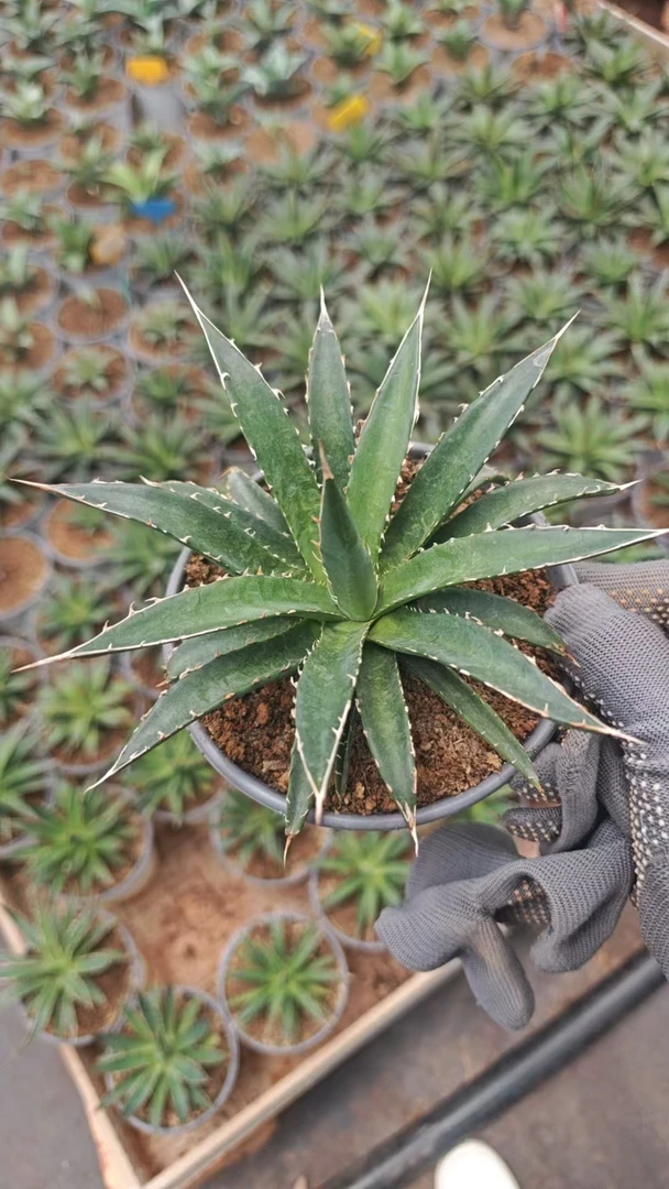 龙舌兰霍利达小苗正版根系发达龙舌兰小苗