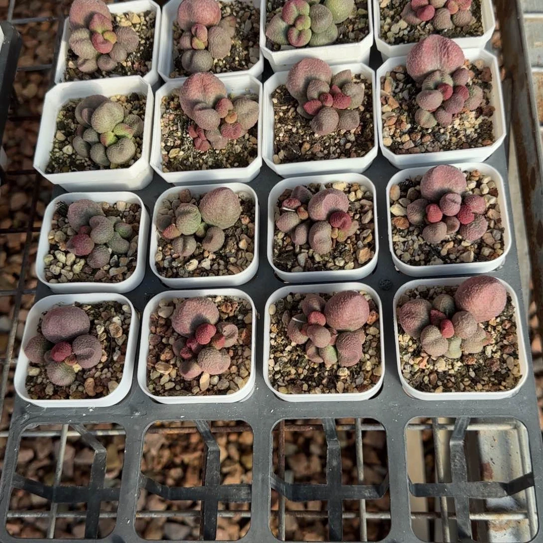 单颗水蜜桃量拍链接