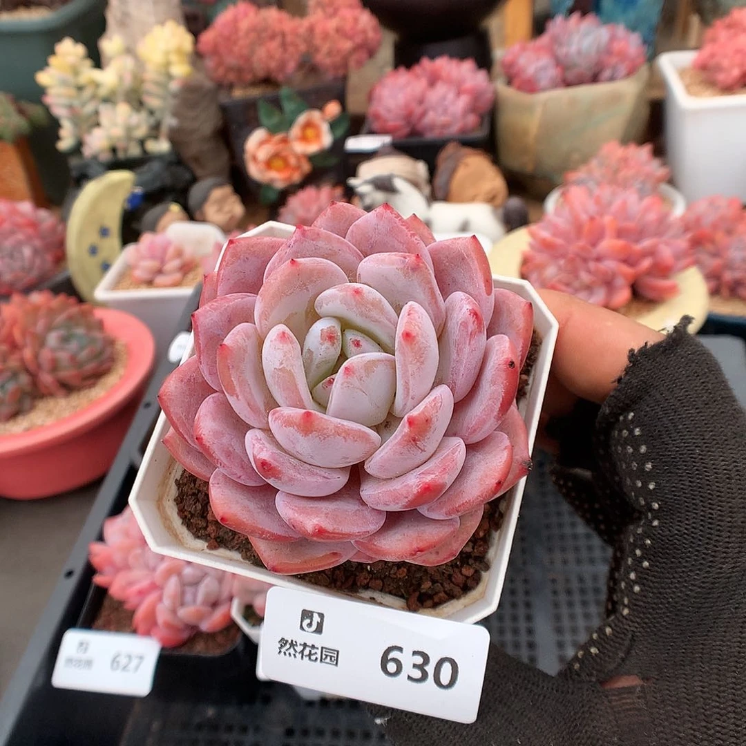 630粉星影多肉植物666
