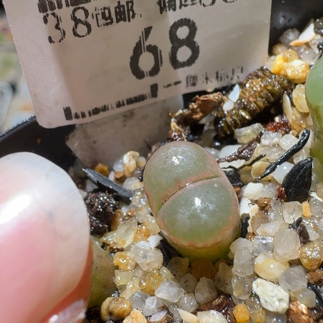 Sss清仓便宜出了68黑眼