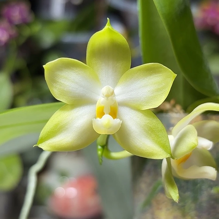 大部分花苞少量开放