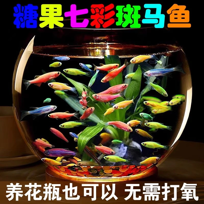 【易活好养】斑马鱼 观赏鱼小型鱼练手耐活好养热带鱼淡水鱼孔雀鱼