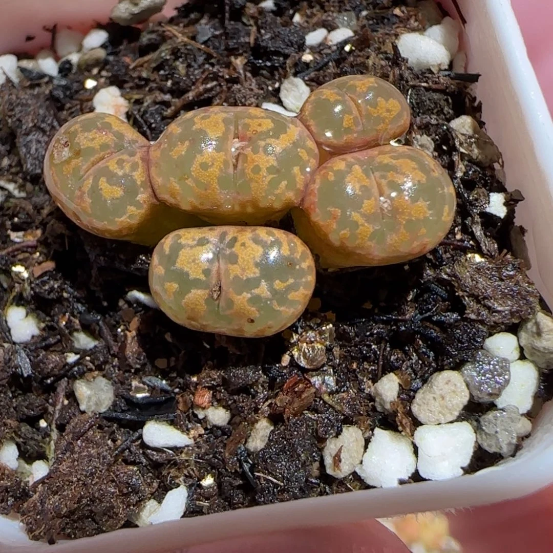 肉锥多肉植物百科26-粉色勋章915