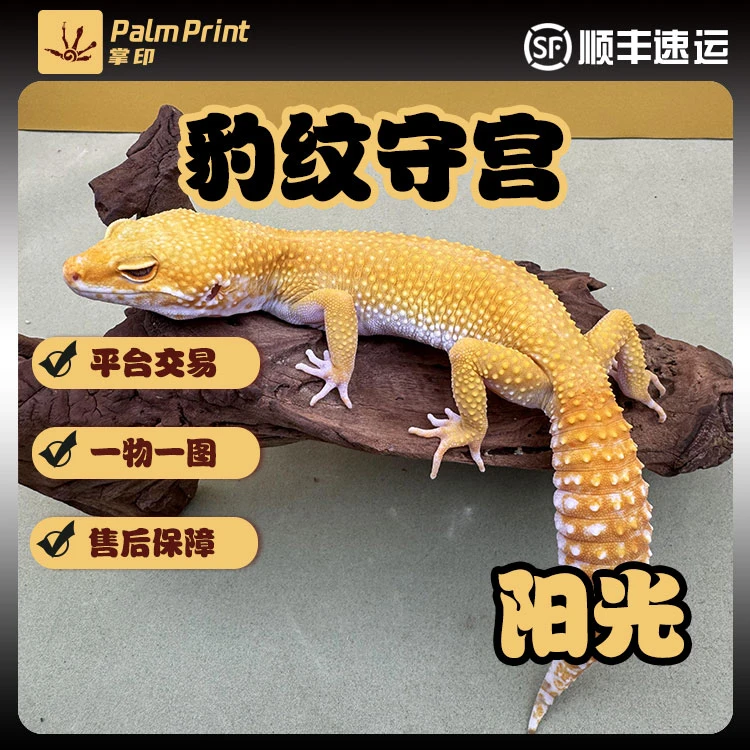 豹纹守宫阳光活体爬宠懒人宠物适合新人