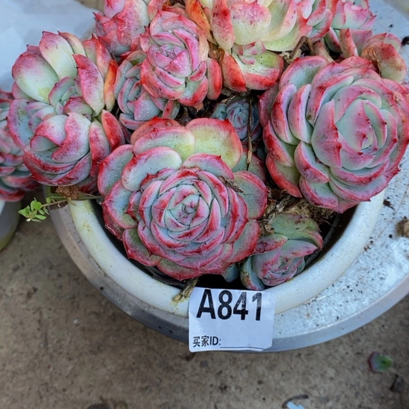 【闪购商品】✨****✨多肉植物的