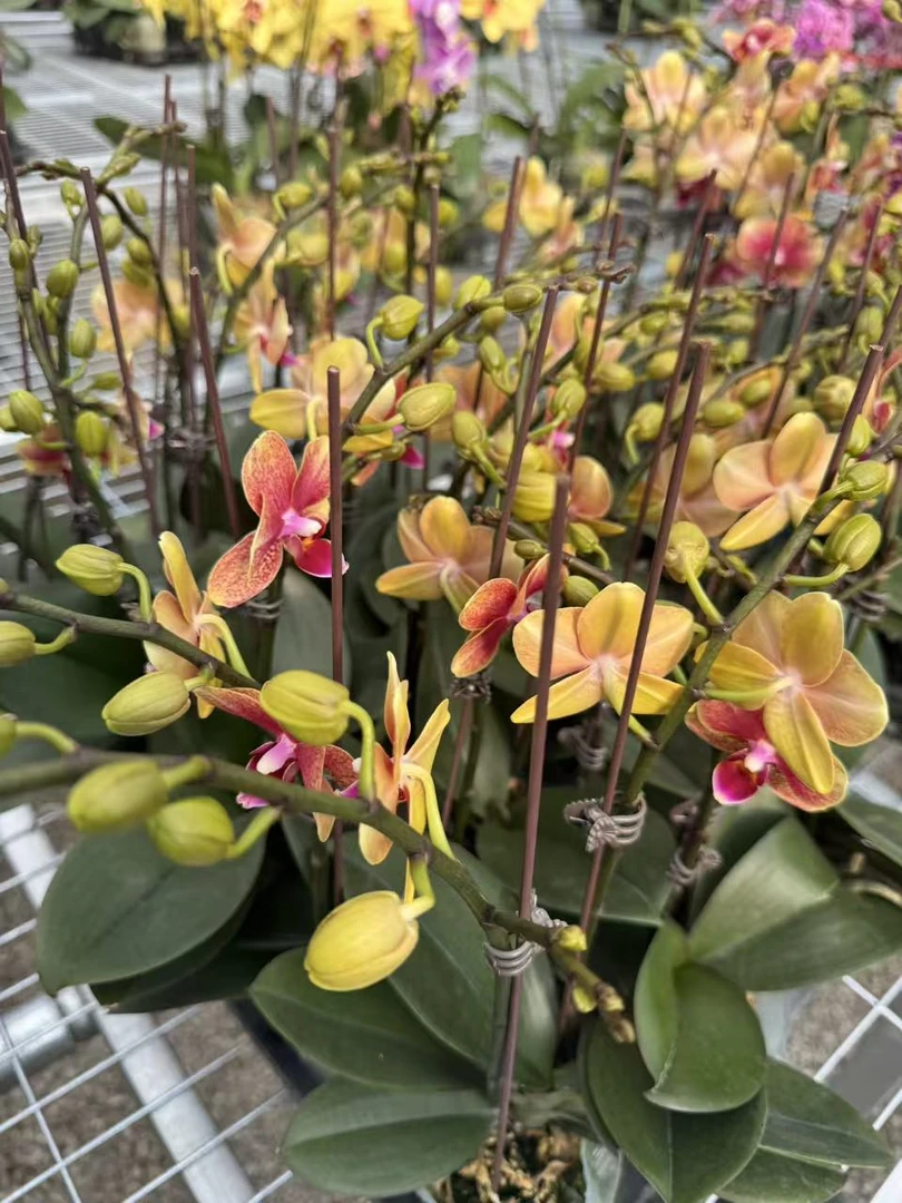 兰屿 LYSLAND【金蝶 】蝴蝶兰鲜花盆栽
