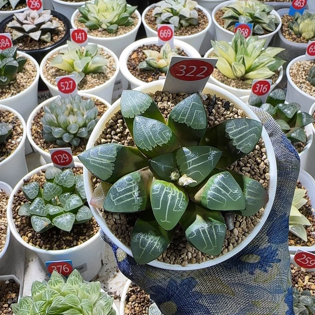 322号实生克优选 孤品 8 厘米左右一物一拍带盆发货