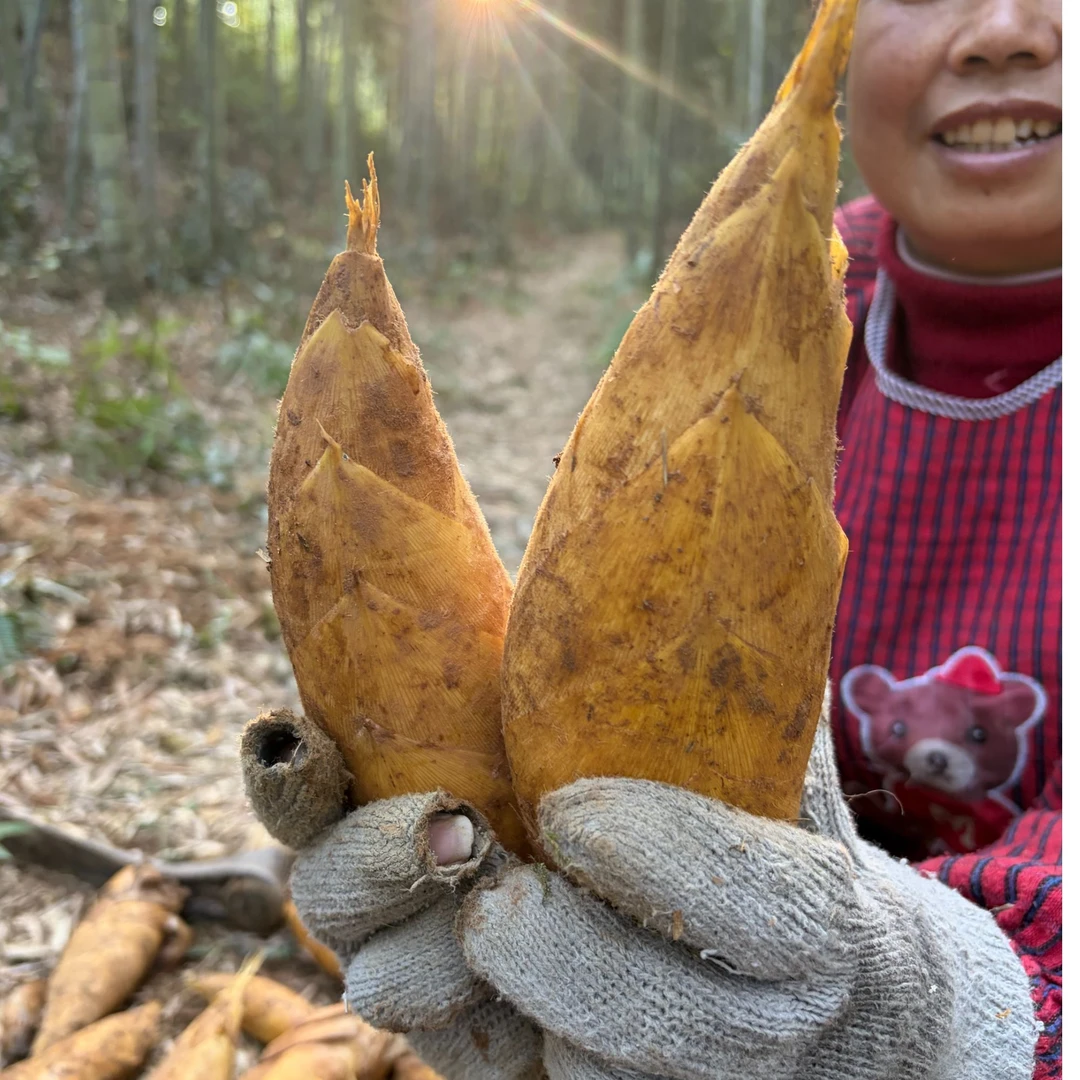 江西新鲜冬笋肉厚脆嫩饱满带壳应季蔬菜