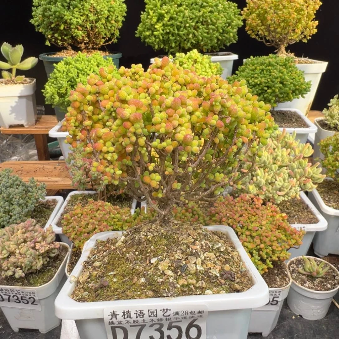 d7356金桔糖球枝干