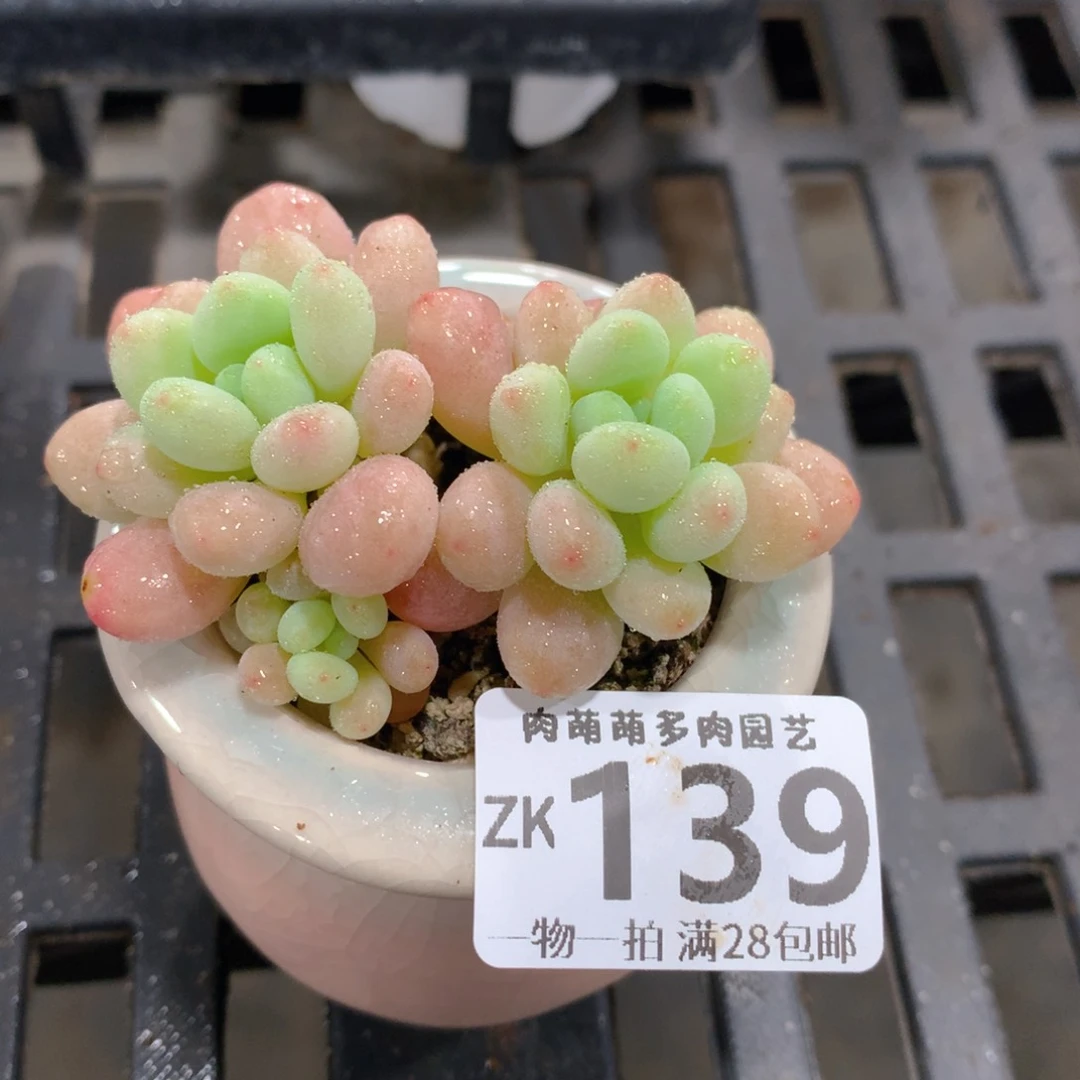 肉萌萌拇指盆精控多肉ZK139