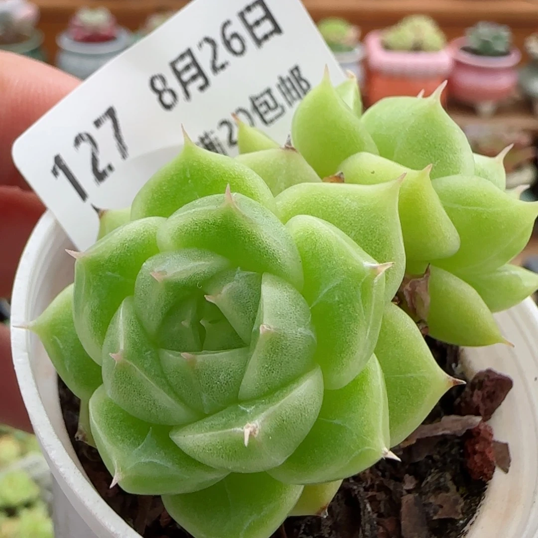 花语逸镜0826-127散