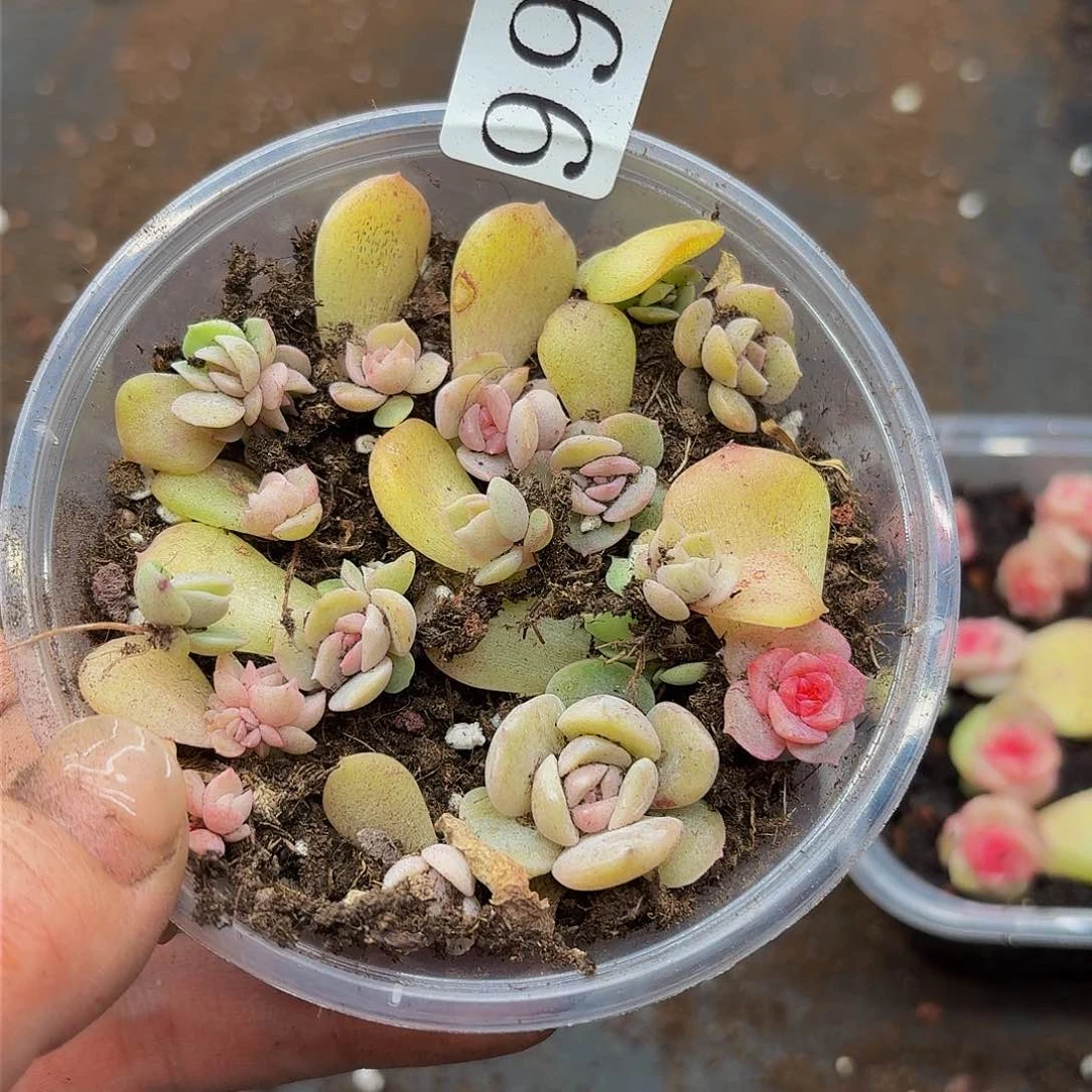 多肉植物多肉植物991