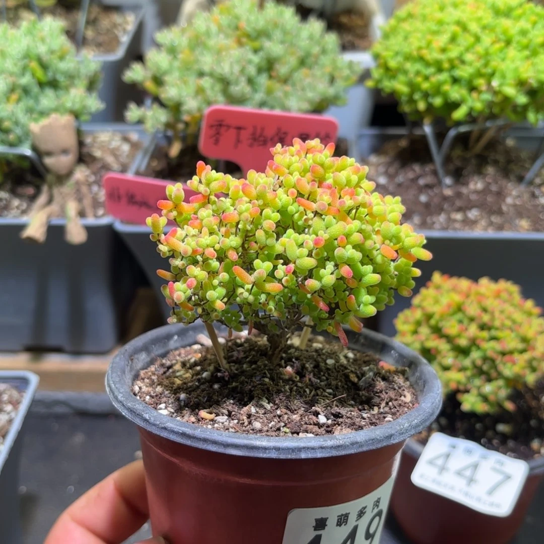 枝干番杏密橘糖球449