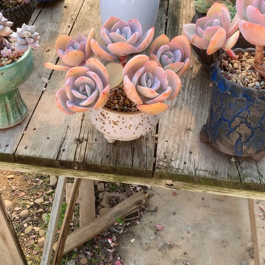 L**?凤多肉植物脱土