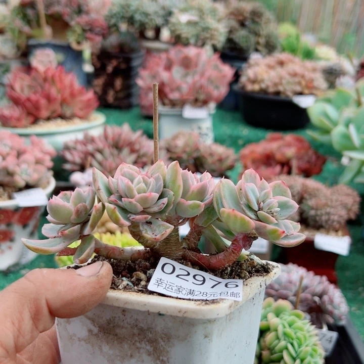 小***＋幸运儿是一位非常优秀且