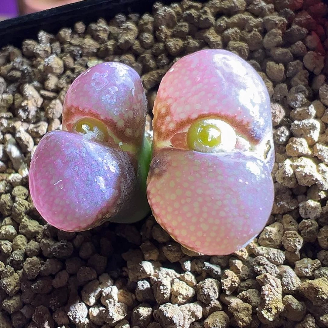 炸福利。