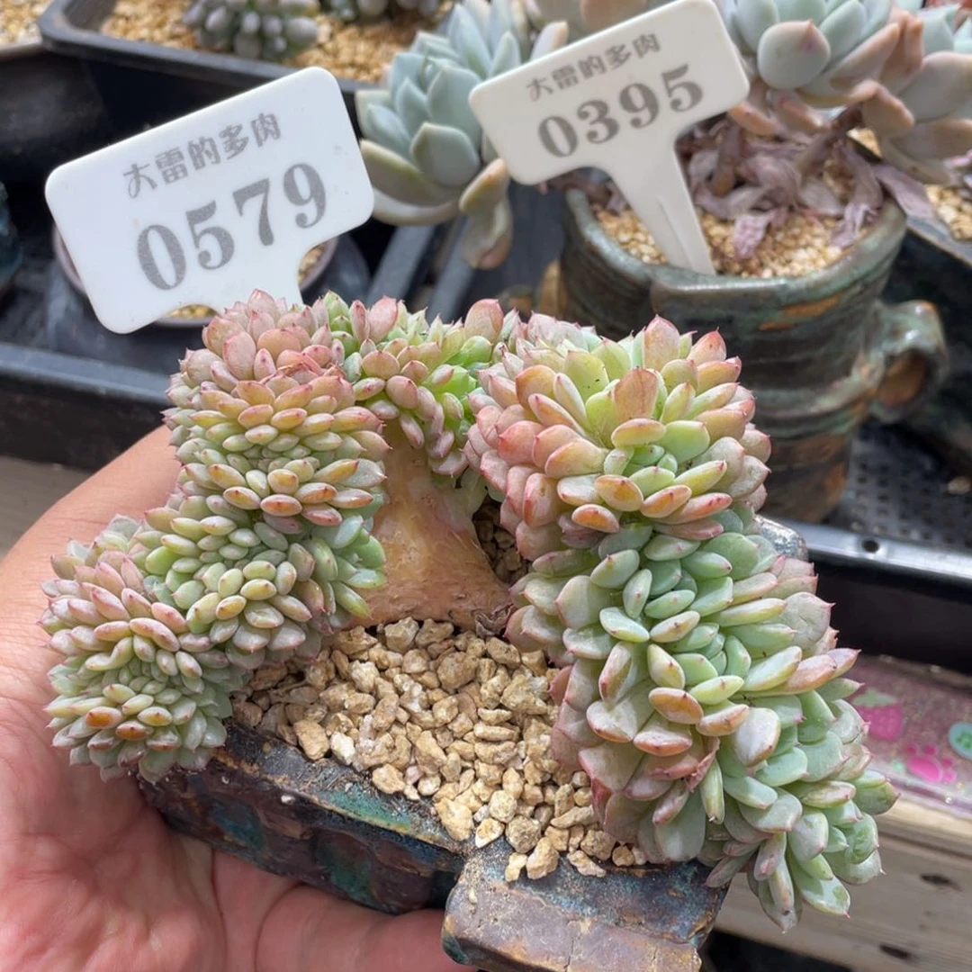 0579白胖子不带盆15厘米