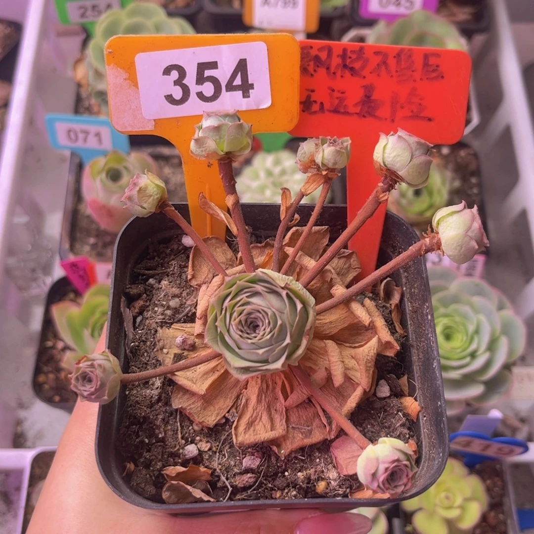 飘枝玫瑰一物一拍354 裸根发