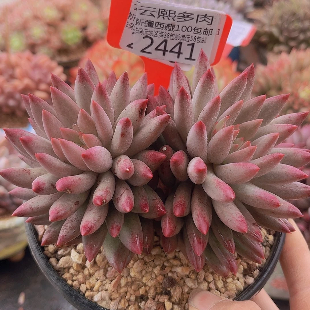 2441虞美人多肉植物