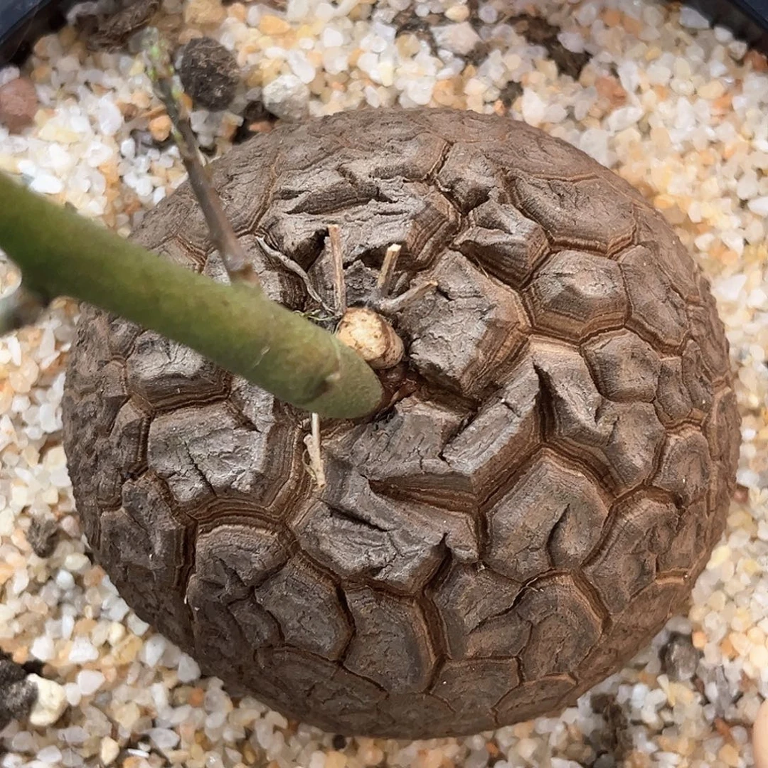 潮流植物 龟甲龙 均甲E28