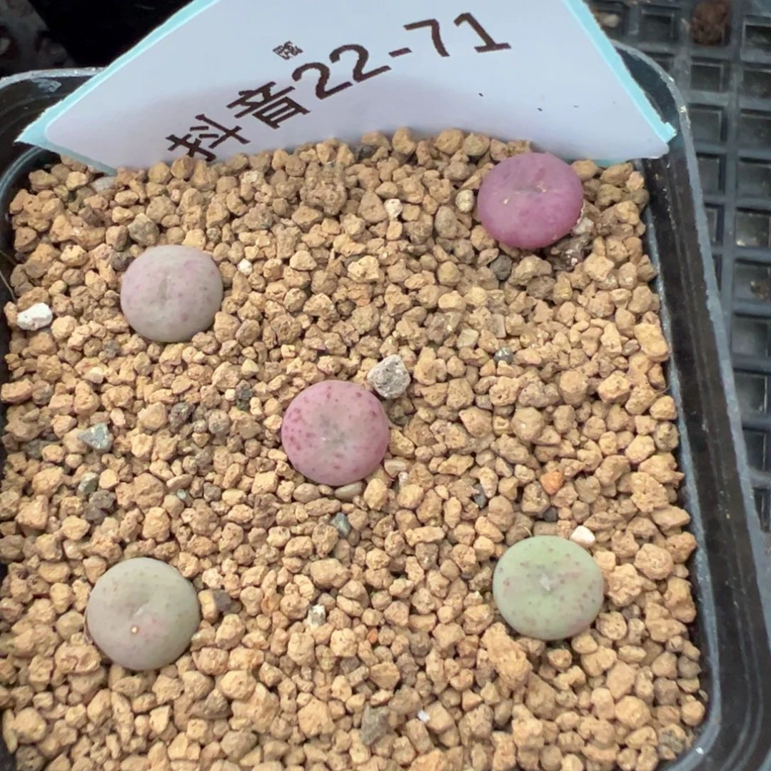 22-71爱心拳拳多肉植物，