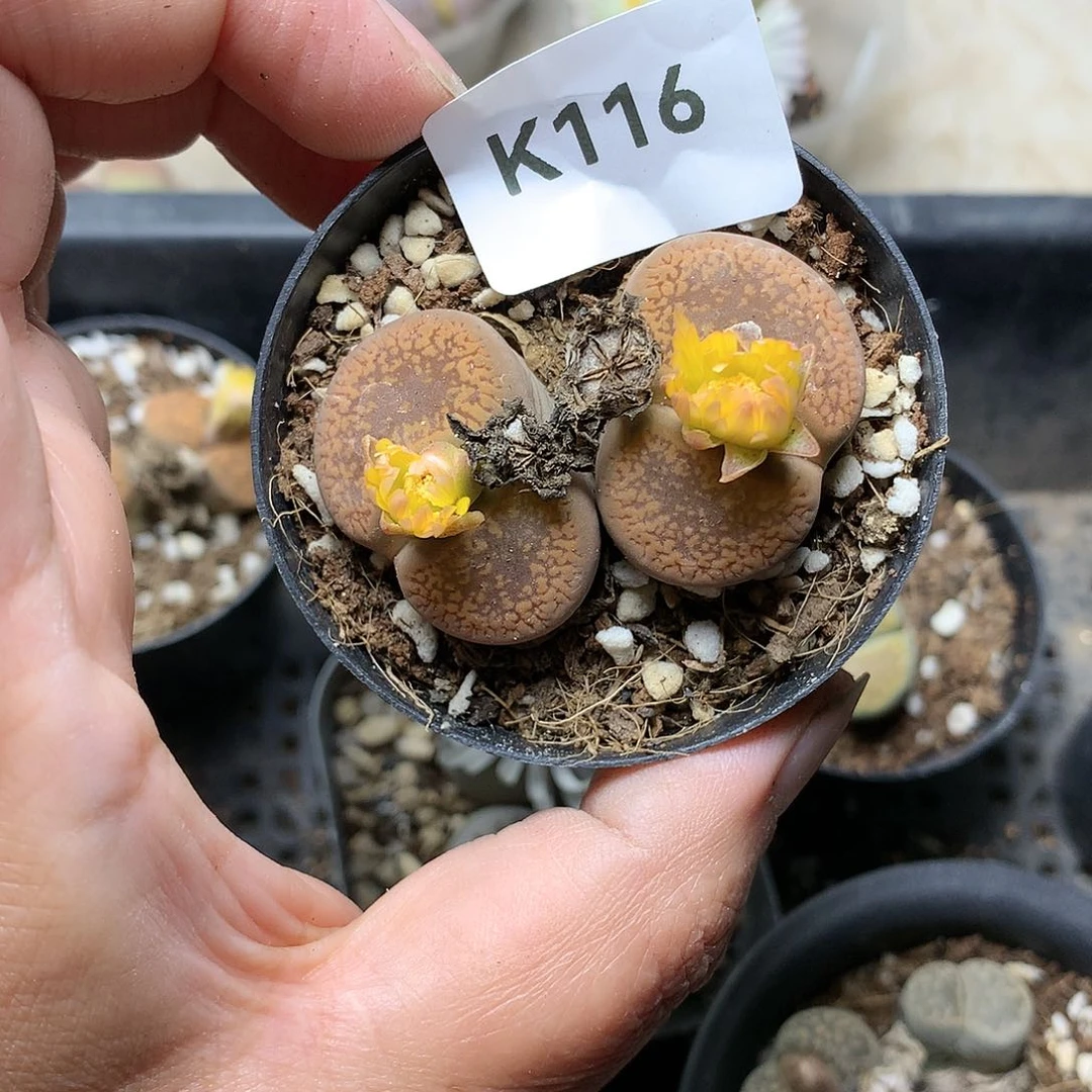 K116多肉植物保护