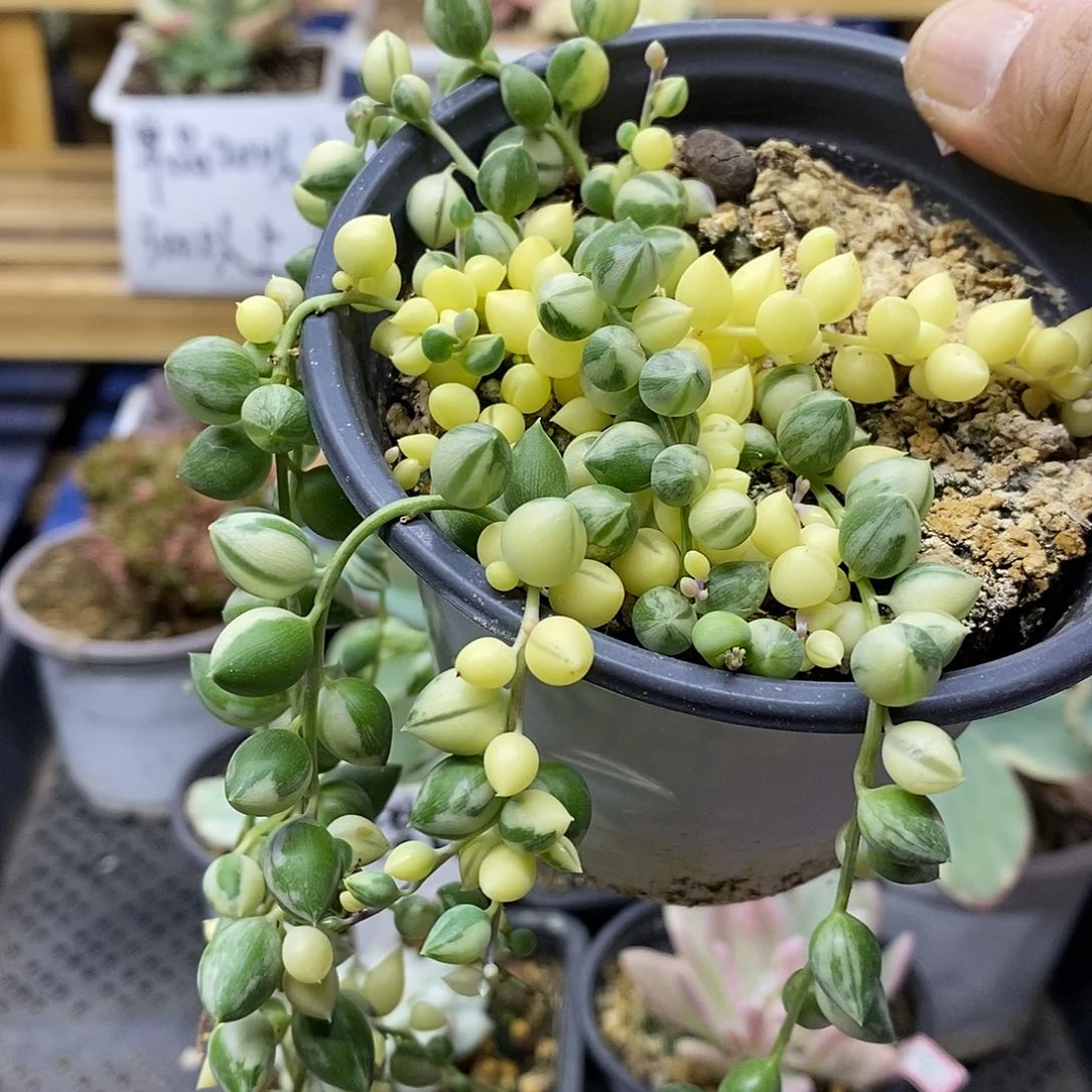 0324 佛珠锦多肉