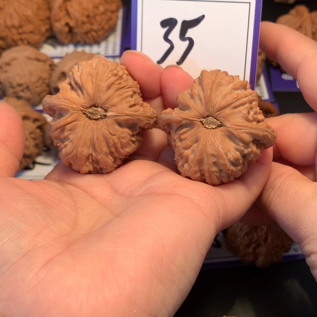 核桃35白狮子4.3全品