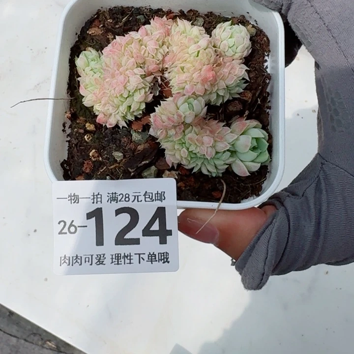 羊脂球缀化多多肉多肉多肉
