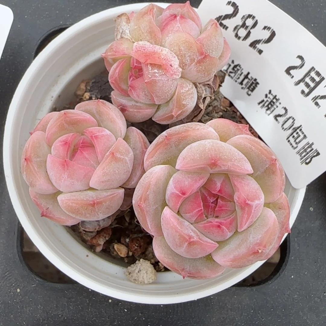 花语逸境0221-282