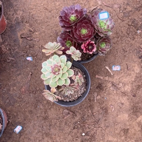 *****786多肉植物组合，