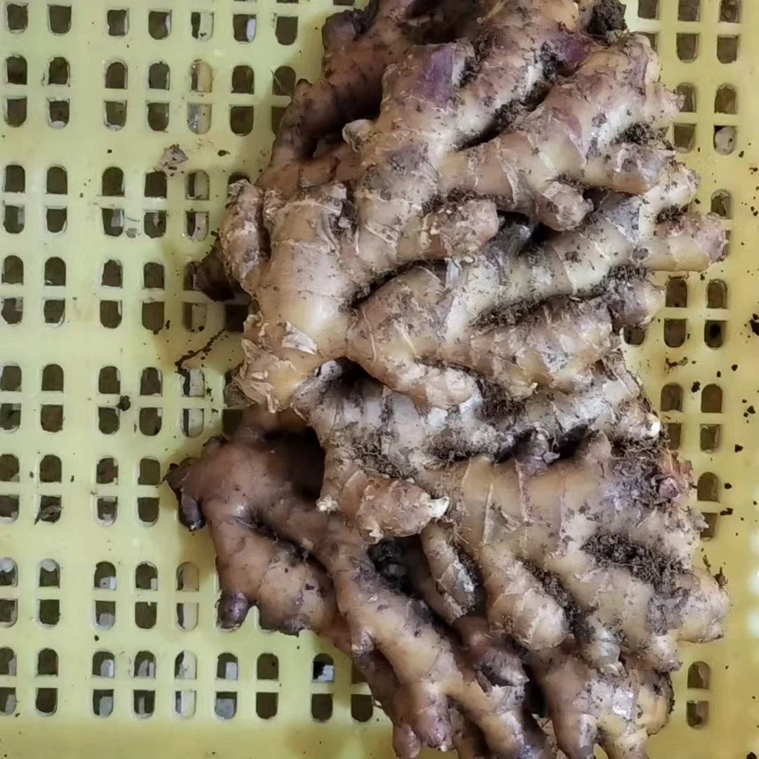 全州县石塘镇石塘老姜 剁剁姜 煮茶手工传统味道