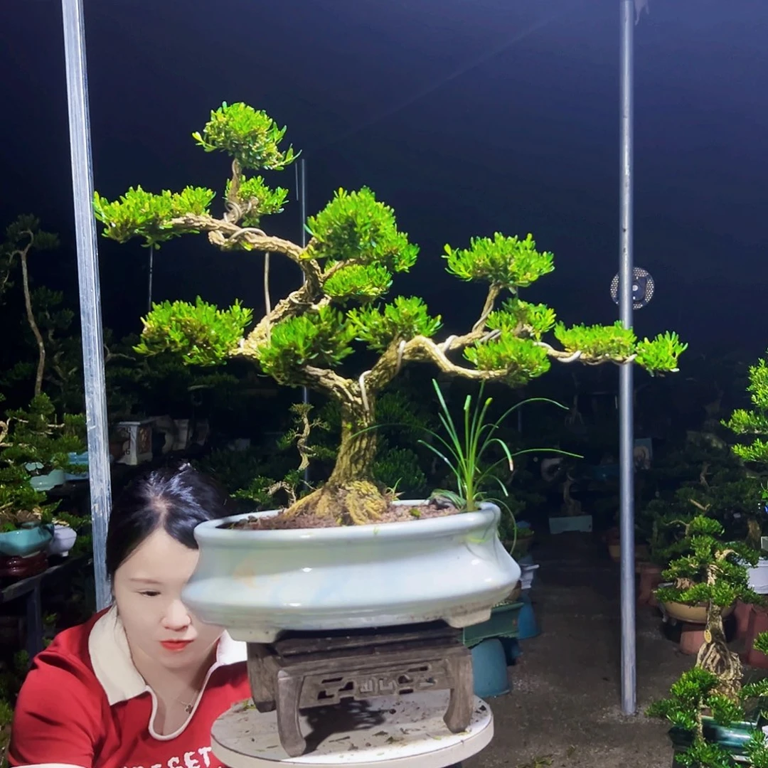 无花朵黄杨木