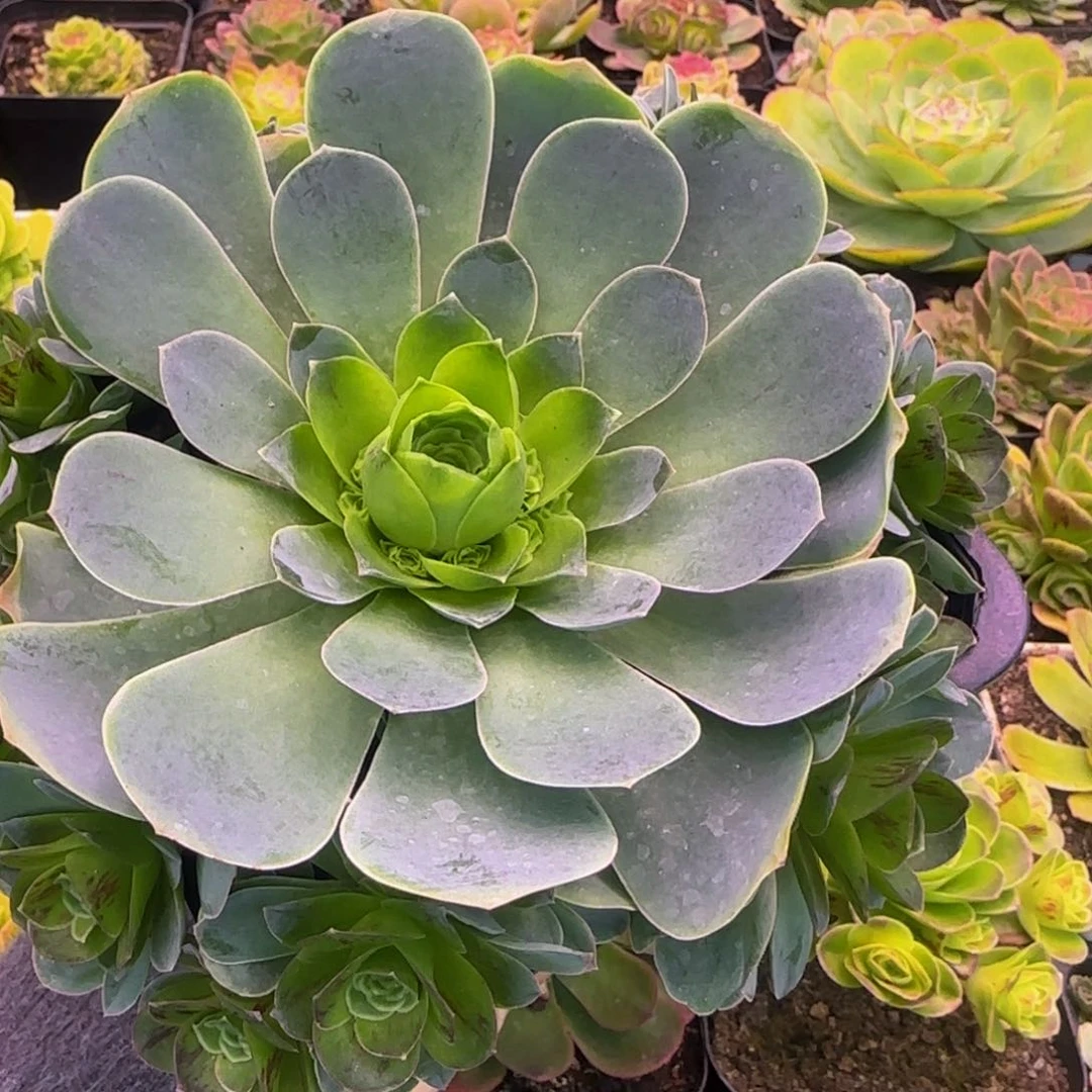 烟雨捧花13134656565656535