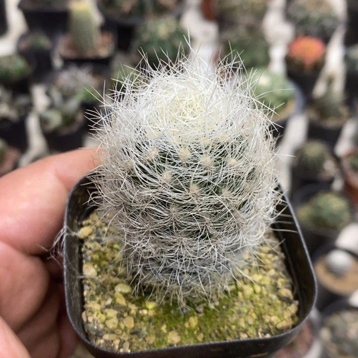 实生浑伦玉特价福利