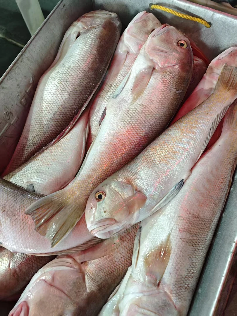 大马头鱼  顺丰包鲜到家