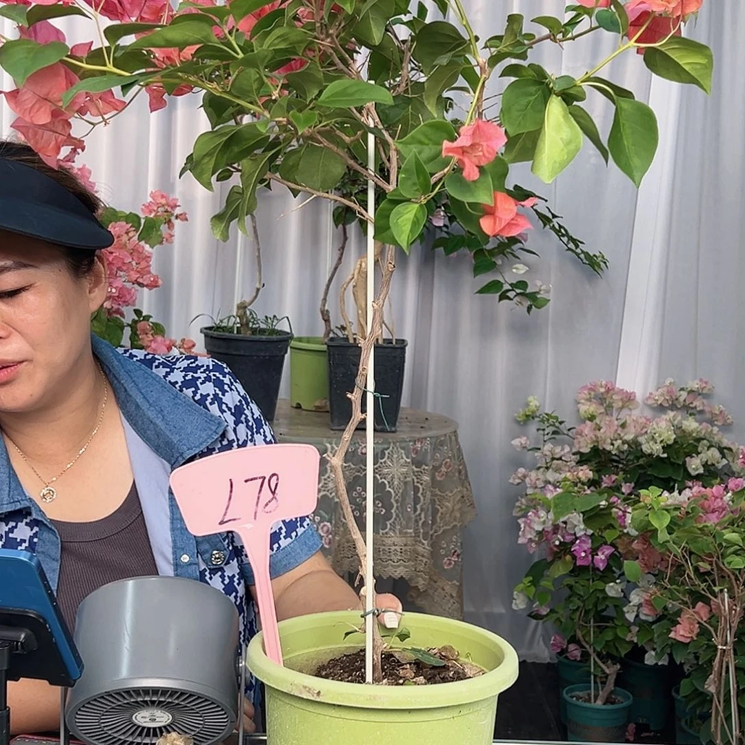 用***6大部分开放少量花苞L78暗夕