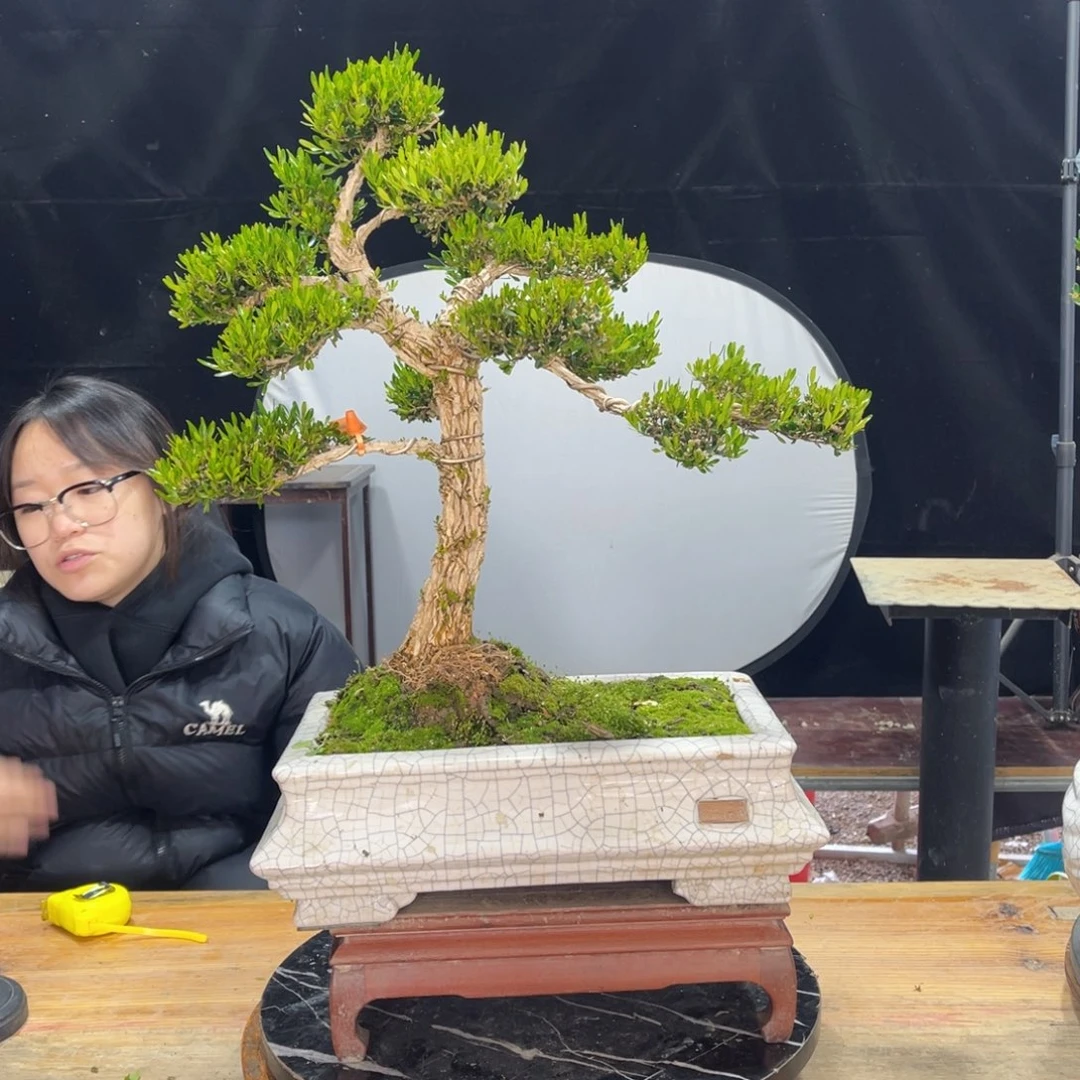 盆景盆景等为主的