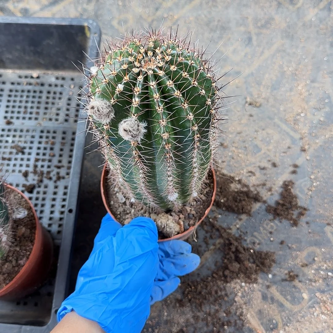 F****g雅森301号自根球