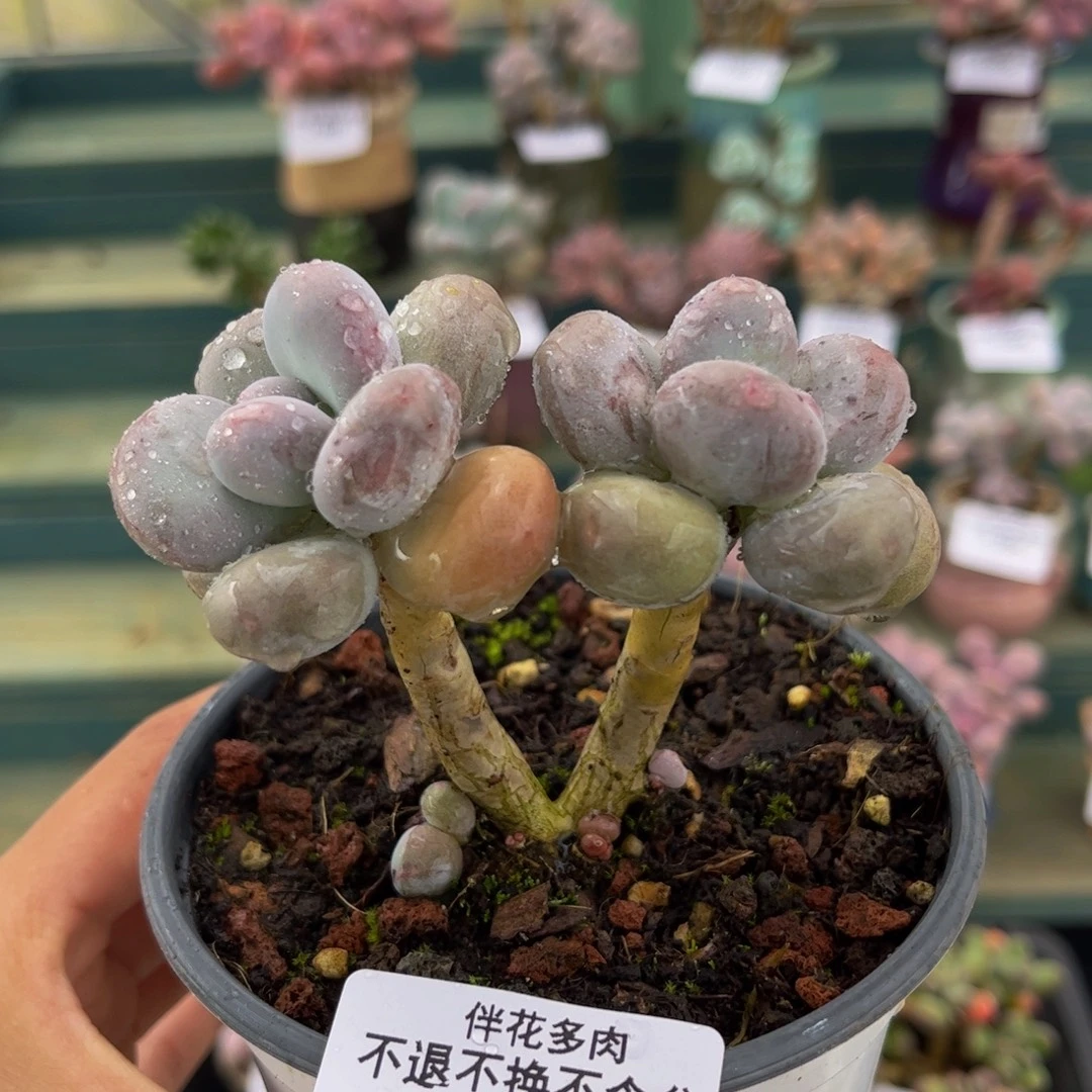 13-蛋黄奶多肉7cm