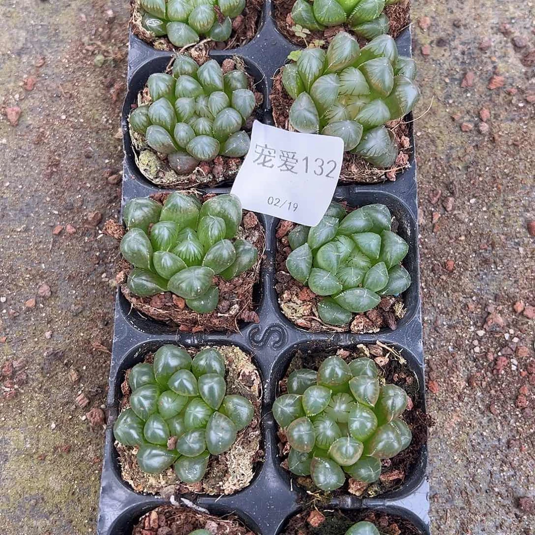 直播福利一物一拍132