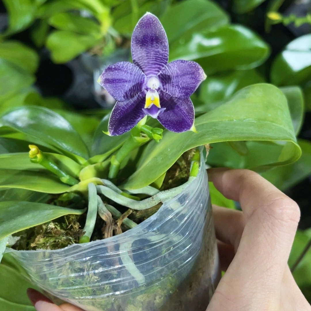 无花朵蝴蝶兰原生柳林3493