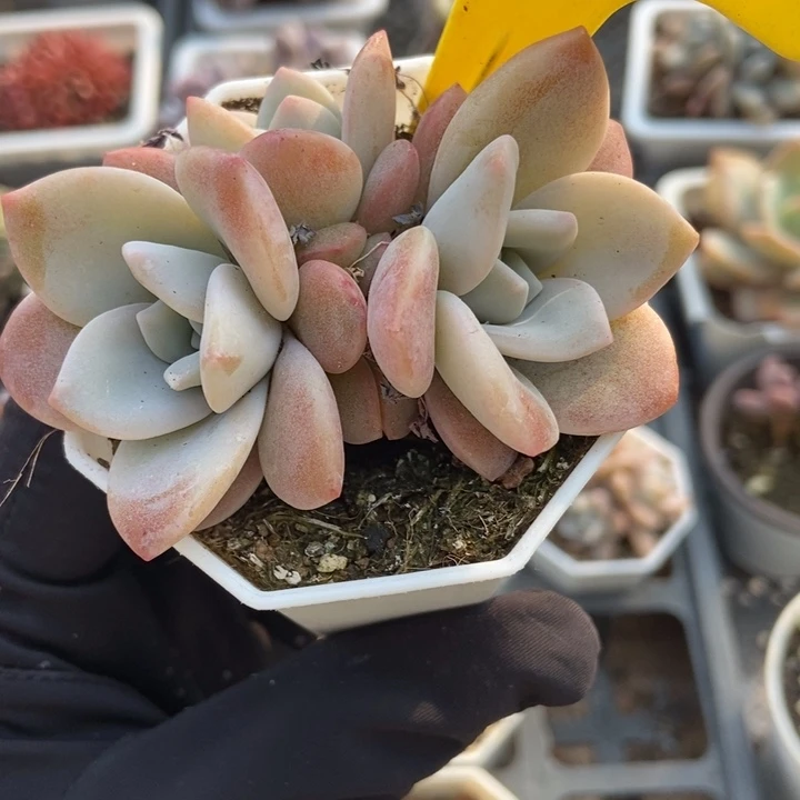 6107红茶多肉植物保护