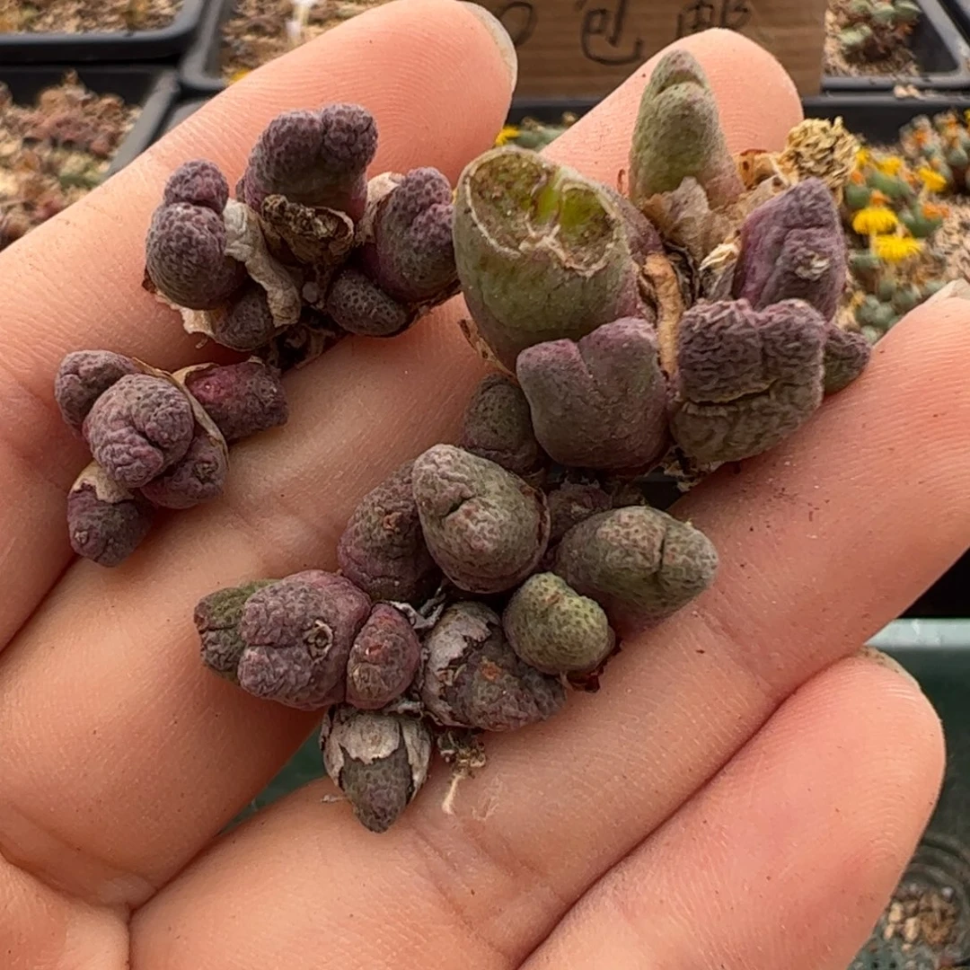 176 好看的多肉多肉冲冲冲不售后一手